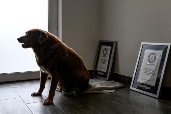 A picture taken on February 12, 2023 shows Bobi, a 30 year-old Portuguese dog that had been declared the world's oldest dog by Guinness World Records, sitting between the two Guinness certificates at his home in the village of Co<em></em>nqueiros in Leiria. (Photo by PATRICIA DE MELO MOREIRA/AFP via Getty Images)